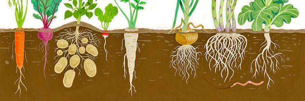 Root vegetables in soil